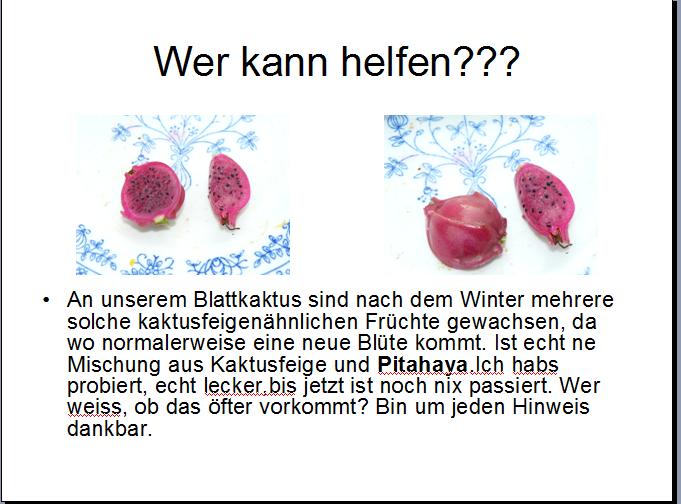 Blattkatus mit Frucht???