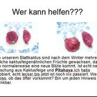 Blattkatus mit Frucht???