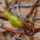 Blattknospen der Kletterhortensie freihand mit LAOWA Macro 15mm/f4, ... 