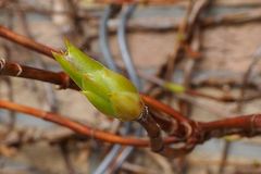 Blattknospen der Kletterhortensie freihand mit LAOWA Macro 15mm/f4, ... 