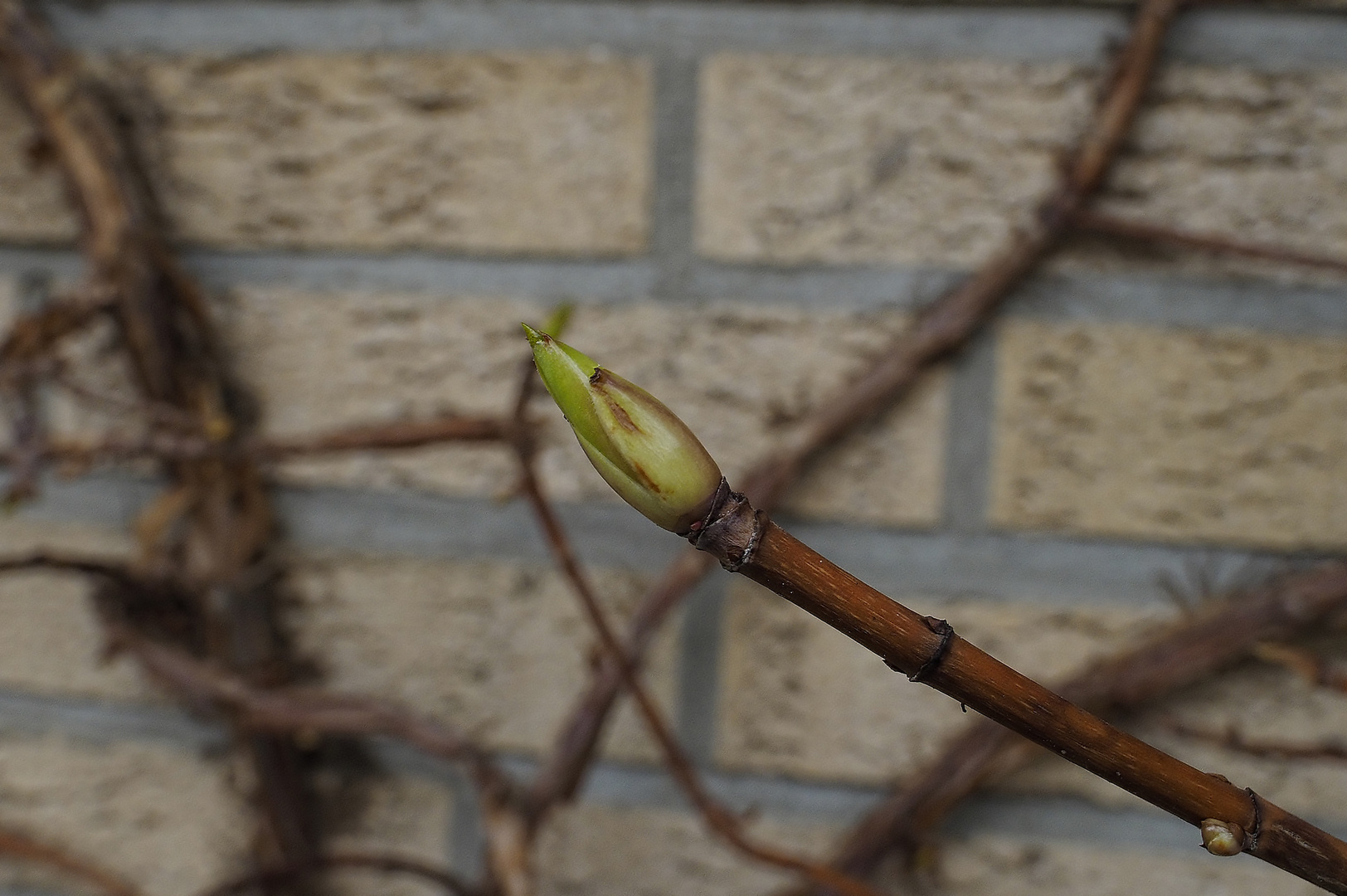 Blattknospen der Kletterhortensie freihand mit LAOWA Macro 15mm/f4, ... 