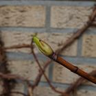 Blattknospen der Kletterhortensie freihand mit LAOWA Macro 15mm/f4, ... 