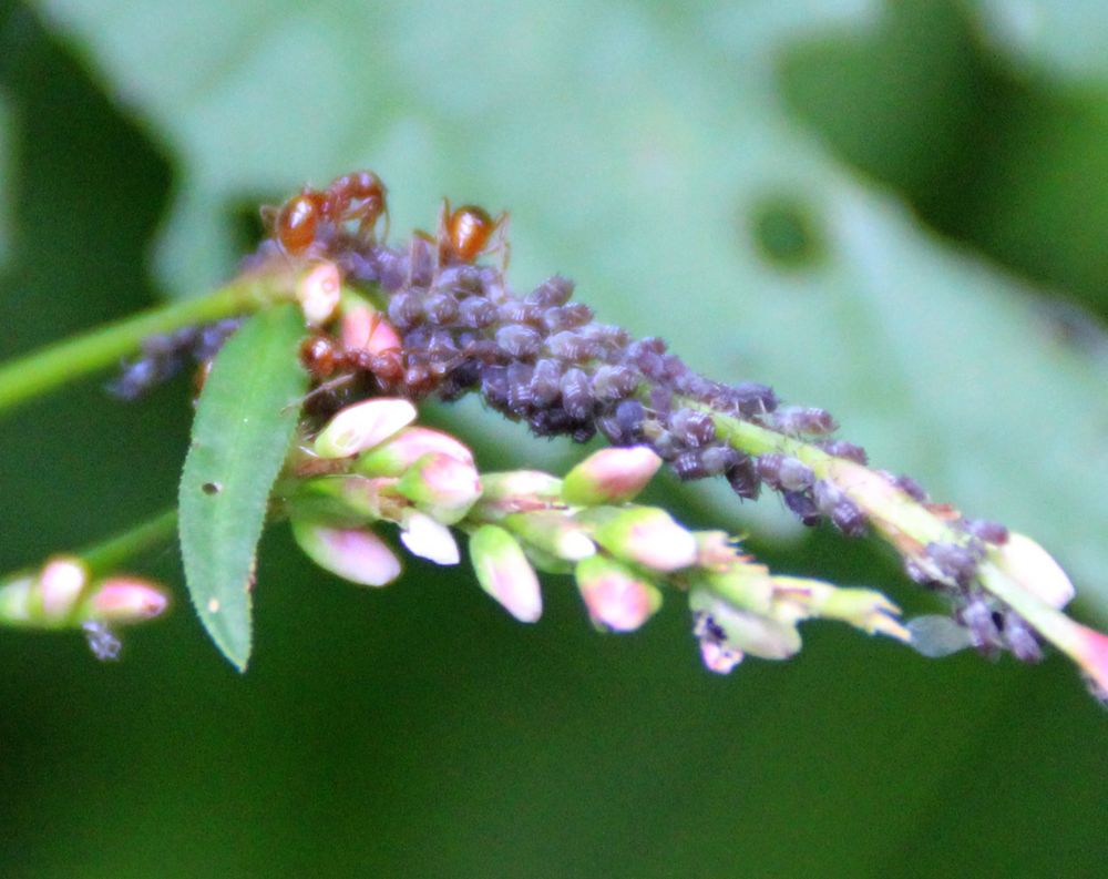 Blattläuse Foto & Bild | insekten, natur, tiere Bilder auf fotocommunity