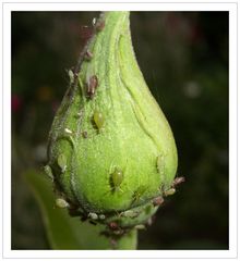 Blattläuse auf den Rosen-die Spatzen und Meisen kommen nicht nach mit dem Verzehr.