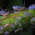 Blattläuse auf einem Pflanzenstängel