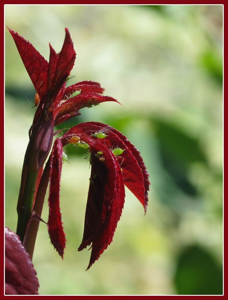 Blattläuse auf einer Rose