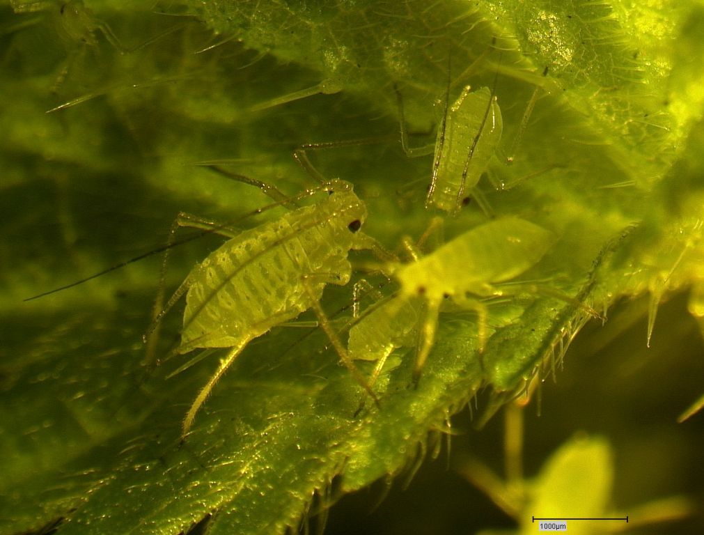 Blattläuse auf Urtica oder Die Herde