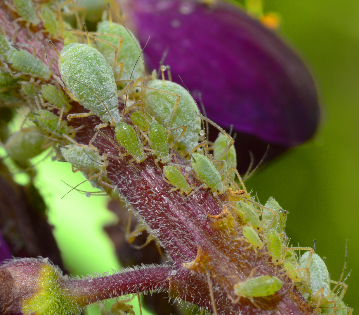 Blattläuse auf violettem Pflanzenstängel