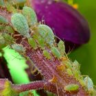 Blattläuse auf violettem Pflanzenstängel