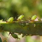 Blattläuse im Sonnenlicht