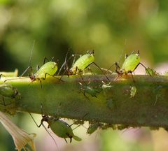 Blattläuse im Sonnenlicht