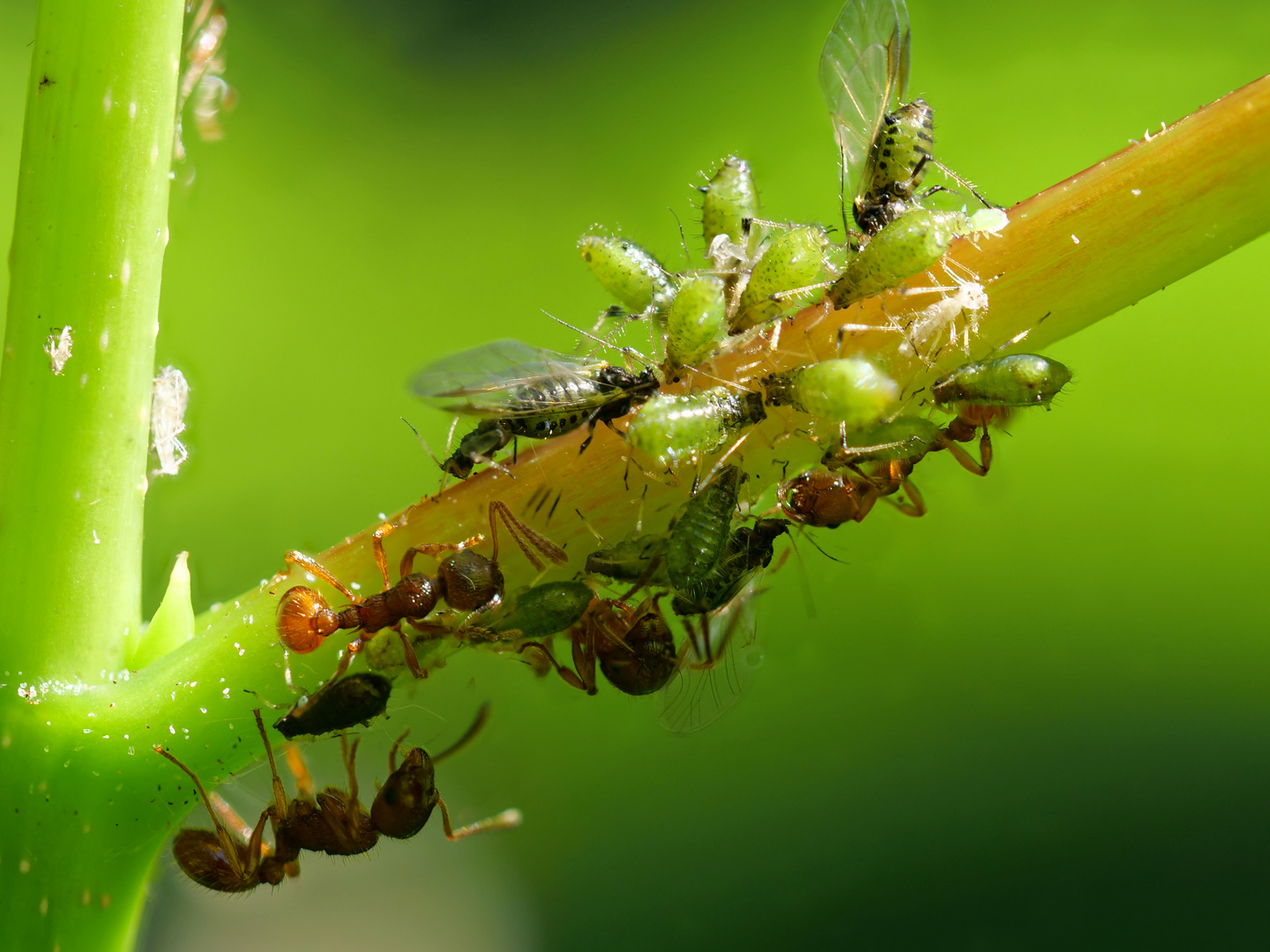 Blattläuse und Ameisen