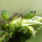 Blattläuse "zieren" eine Gartenwicke