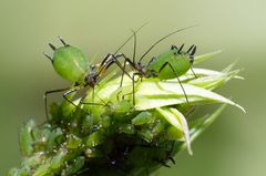 Blattläuse "zieren" eine Gartenwicke