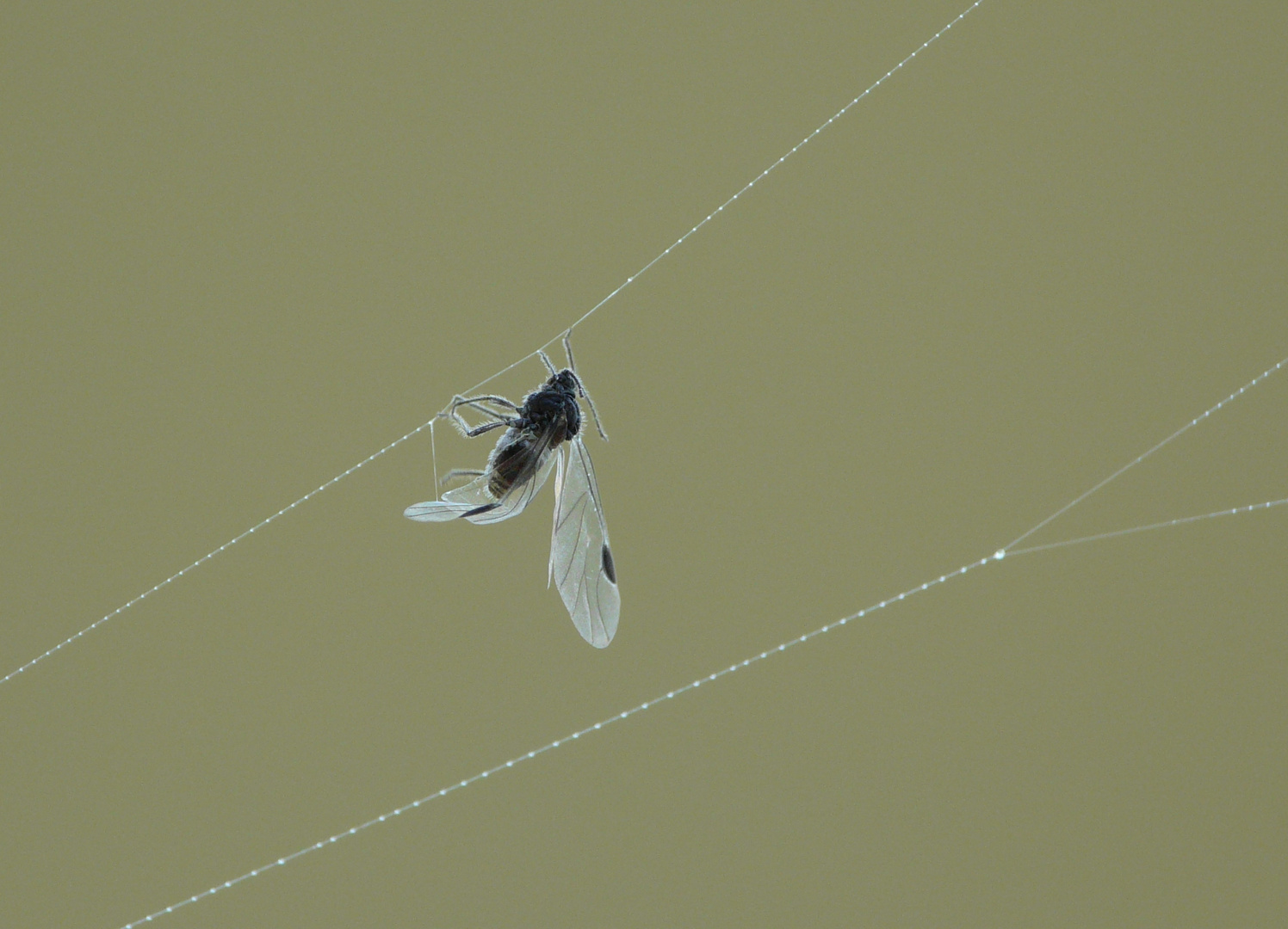 Blattlaus am Spinnenfaden am Morgen