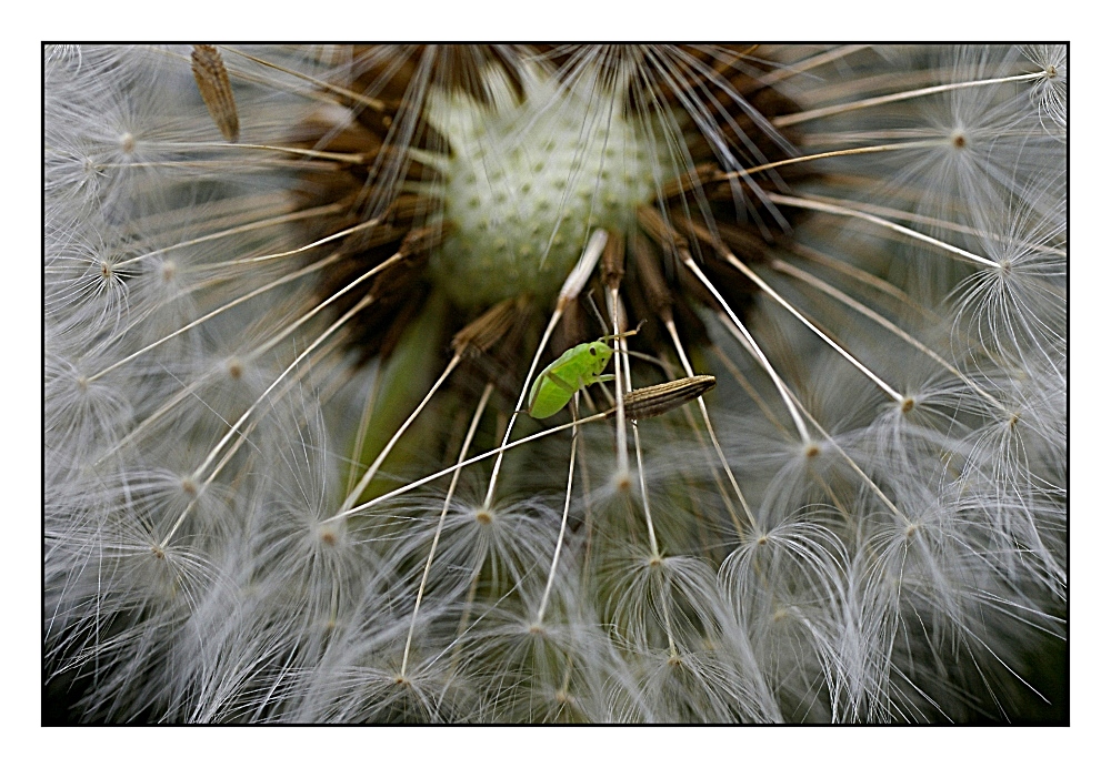 Blattlaus auf der Pusteblume