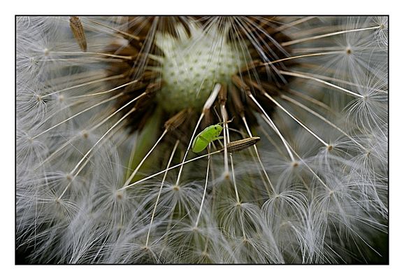 Blattlaus auf der Pusteblume