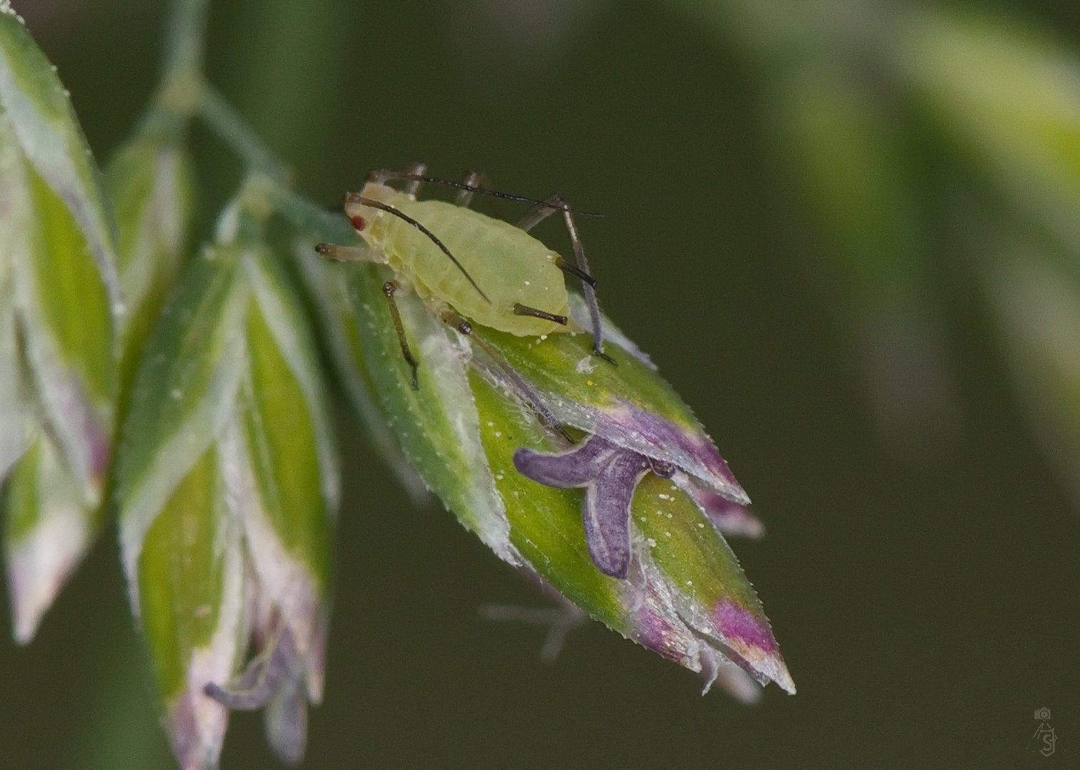 Blattlaus auf Grasblüte