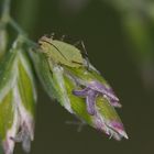 Blattlaus auf Grasblüte