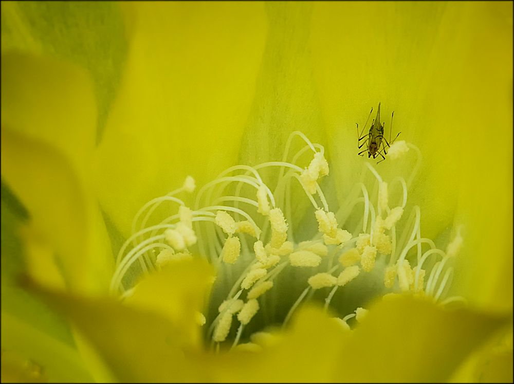 Blattlaus auf Kakteenblüte