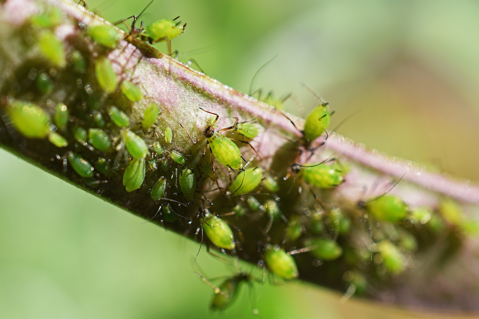 Blattlaus Foto & Bild tiere, tierdetails, herbst Bilder auf