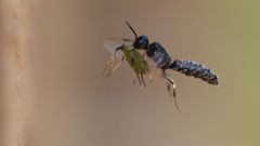 Blattlaus-Grabwespe (Passaloecius brevilabris) 