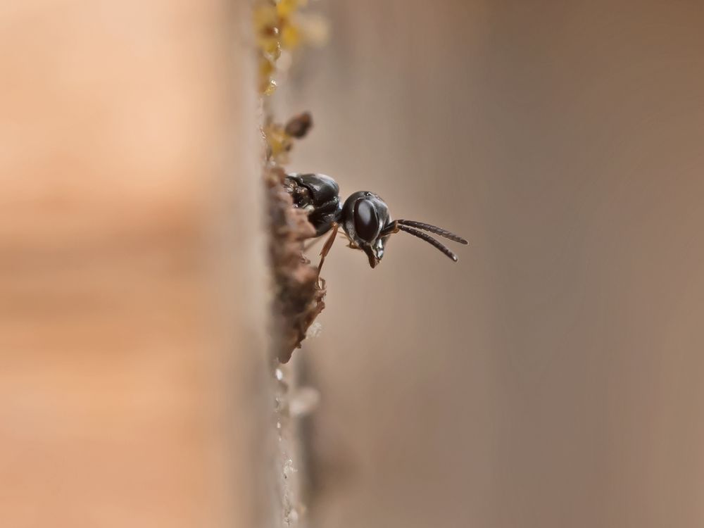 Blattlaus-Grabwespe (Pemphredon lethifer)