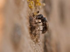 Blattlaus-Grabwespe (Pemphredon lethifer)DSC_9572