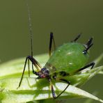 Blattlaus im Supermakro - satt und kugelrund