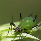 Blattlaus im Supermakro - satt und kugelrund