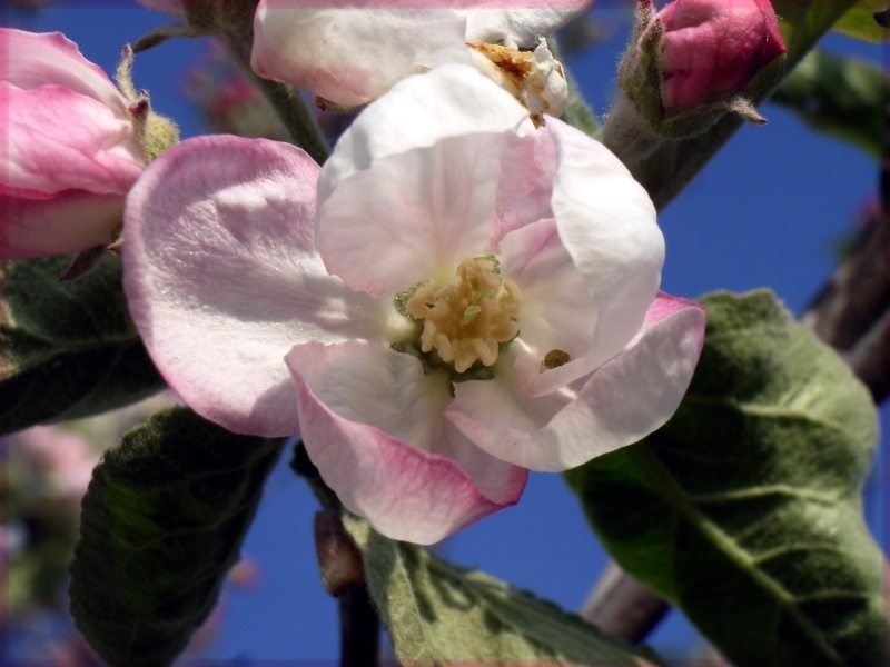 Blattlaus in Blüte