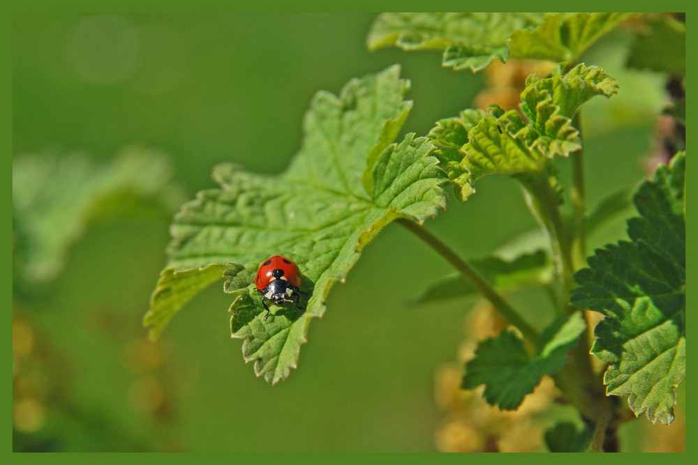 Blattlaus Jäger bei der Arbeit