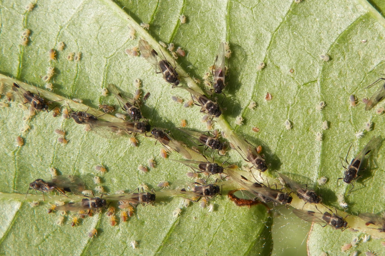 Blattlaus-Kolonie auf der Unterseite eines Hartriegelblattes (Aphis sp.)
