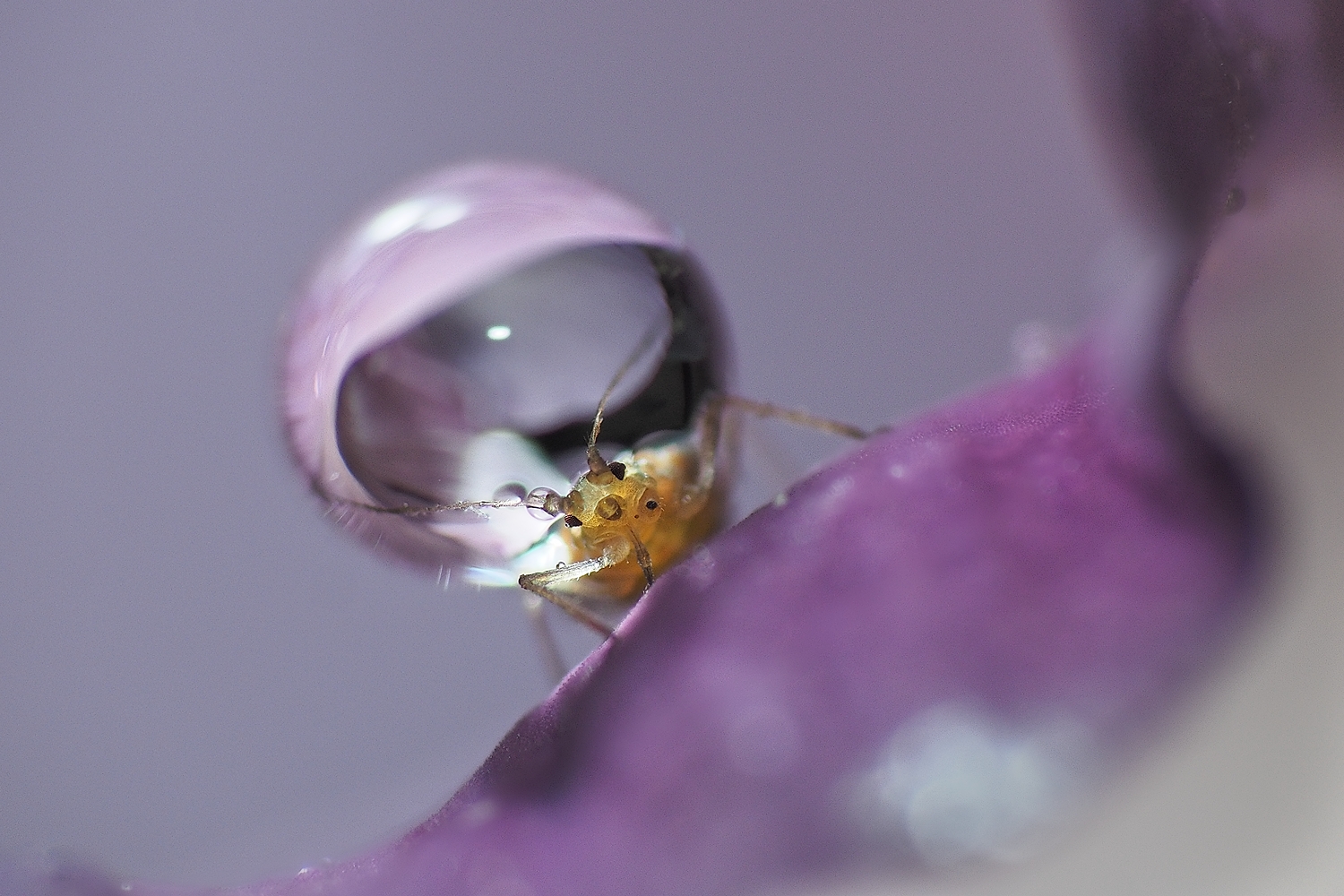 Blattlaus mit Wassertropfen im Schlepptau 6860