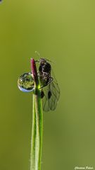 Blattlaus oder Wassertropfen