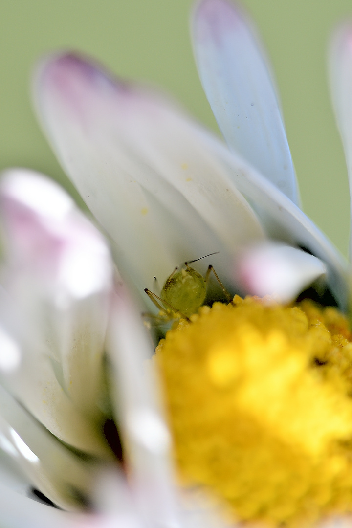 Blattlaus, zu Gast im Gänseblümchen