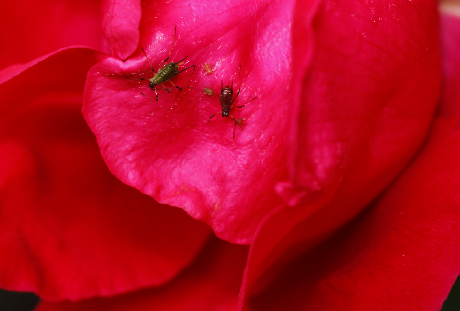 blattlausfamilie auf rose