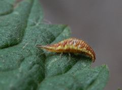 Blattlauslöwe - Florfliegenlarve von Chrysoperla carnea