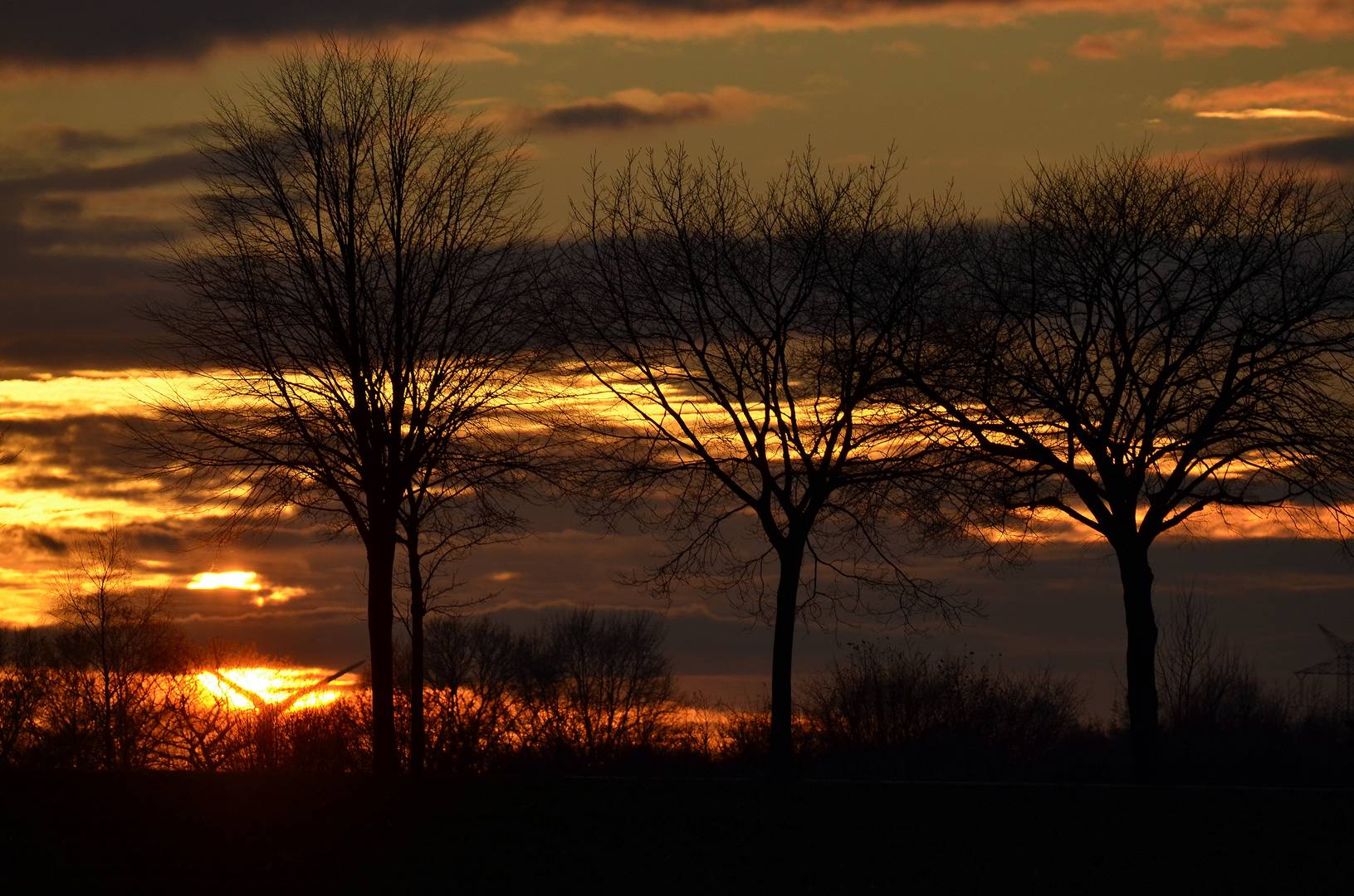 "Blattlos im Abendrot"