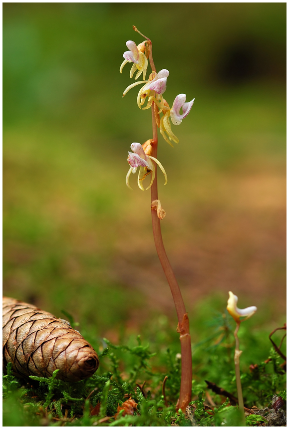 *** Blattlos im Walde ***