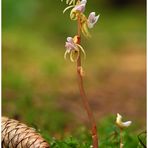 *** Blattlos im Walde ***