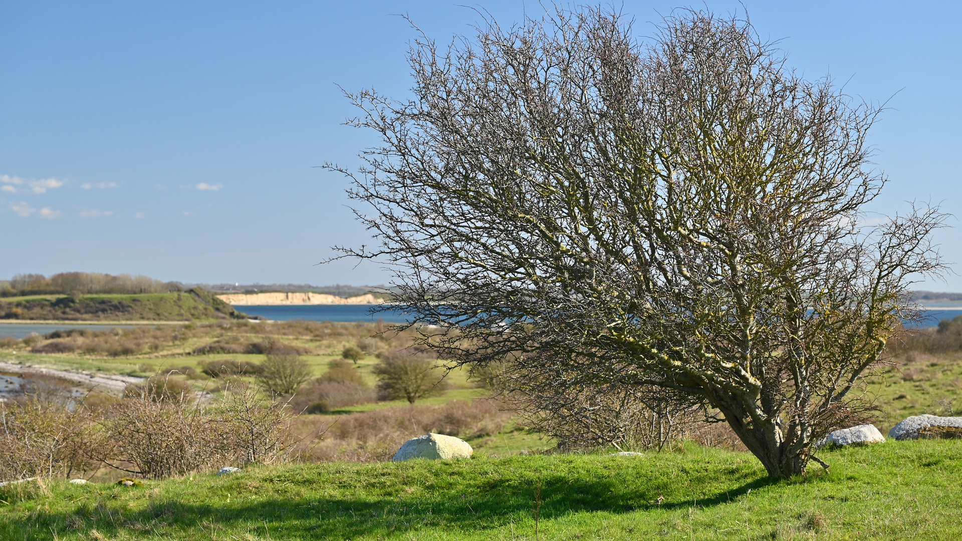 Blattlos im Wind