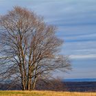 Blattlos in der Herbstsonne