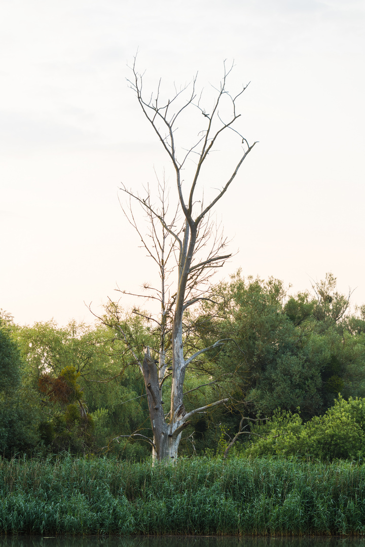 Blattloser Baum auf der Burgwallinsel