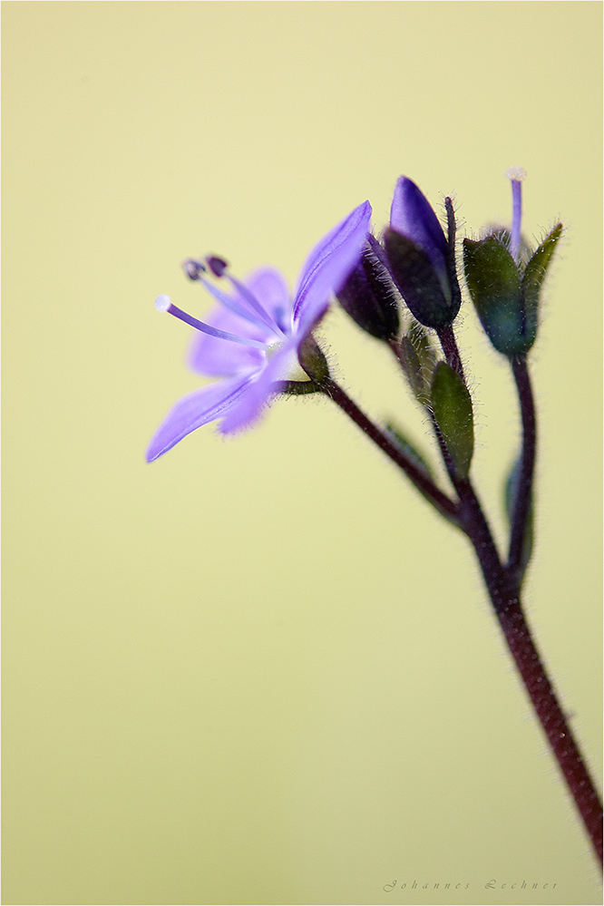 Blattloser Ehrenpreis (Veronica aphylla)