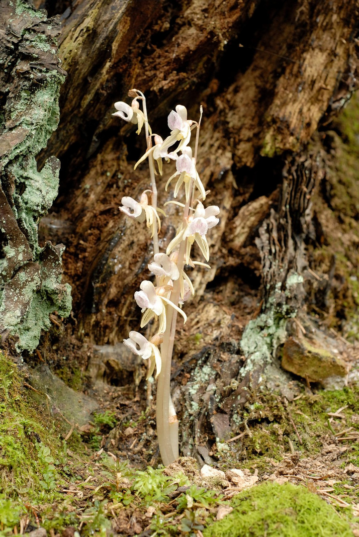 Blattloser Widerbart (Epipogium aphyllum)