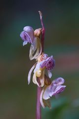 Blattloser Widerbart (Epipogium aphyllum)