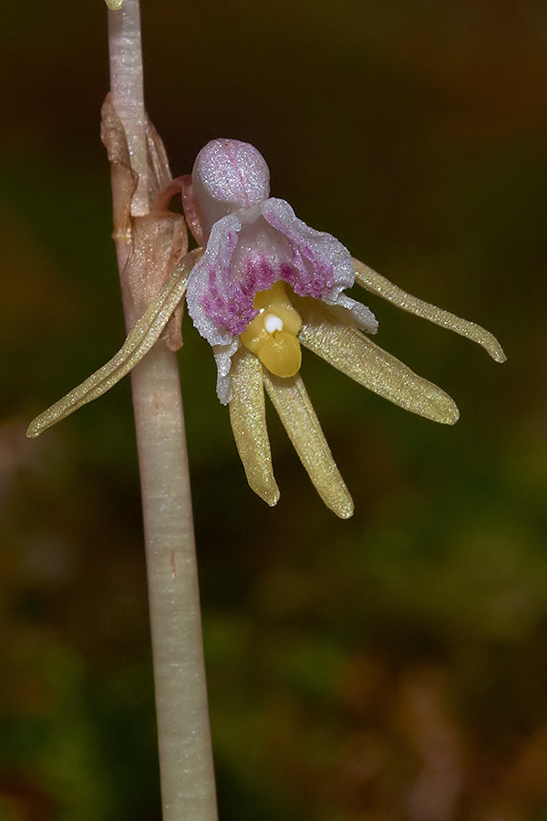 Blattloser Widerbart (Epipogium aphyllum) Einzelblüte