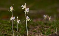 Blattloser Widerbart (Epipogium aphyllum) in seinem Biotop