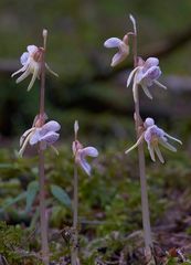 Blattloser Widerbart (Epipogium aphyllum) in seinem Biotop_2